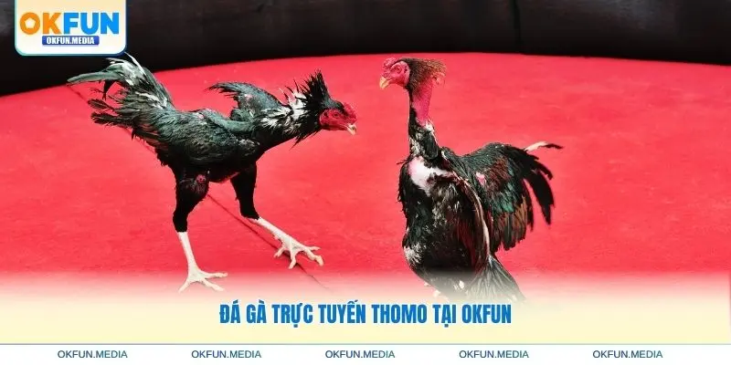 da-ga-truc-tuyen-thomo